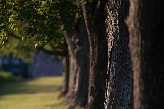 Photo of trees on Chatham's Eden Hall Campus